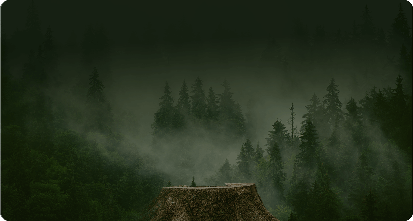 Dark forest background